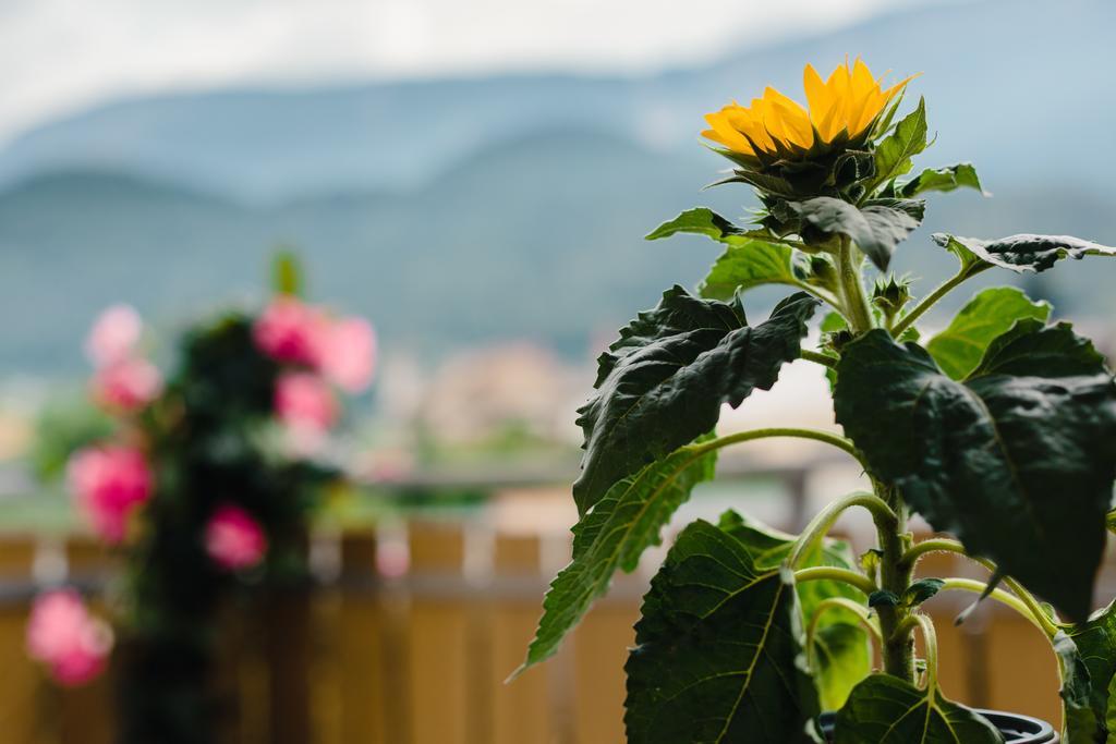 Felsenegg Hotel Nalles Cameră foto